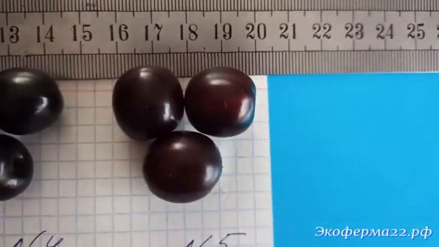 Крупноплодные сортоформы вишни песчаной(Бессеи). смотреть онлайн