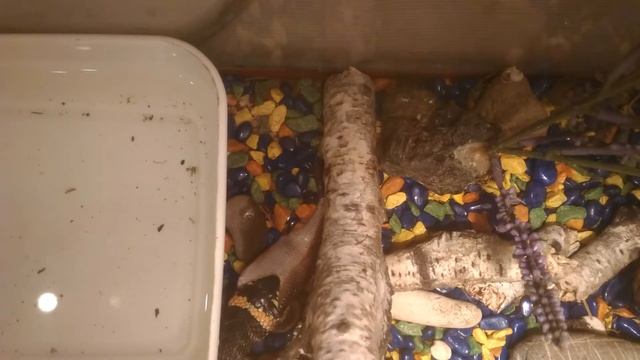 Уж ест рыбу смотреть онлайн