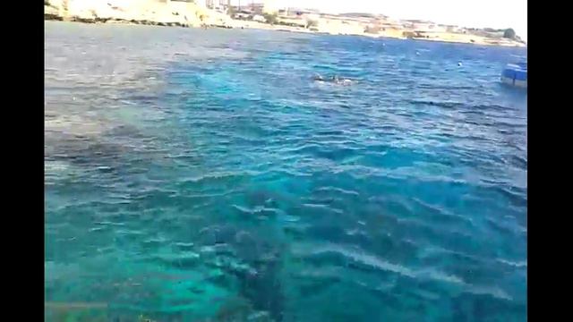 Как Па6ло плавает в Красном море :J смотреть онлайн