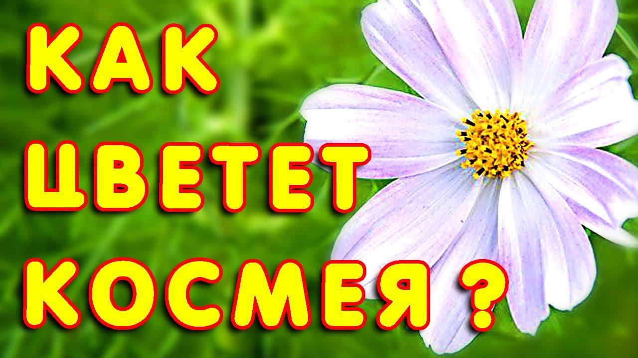 КОСМЕЯ В САДУ: УДИВИТЕЛЬНОЕ ЦВЕТЕНИЕ и КРАСИВАЯ МУЗЫКА для вашего отдыха