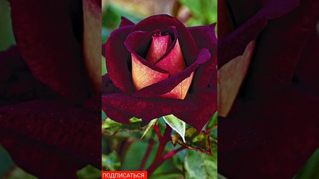 8..Март смотреть онлайн