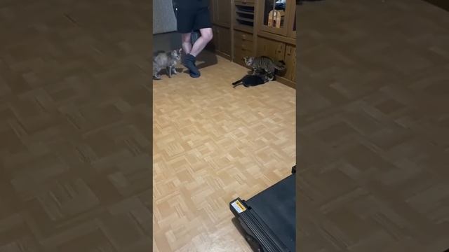 Бенгальская кошка 15 месяцев Мейн кун кошка 14 месяцев и кот мейн кун 75 дней) разница размеров смотреть онлайн