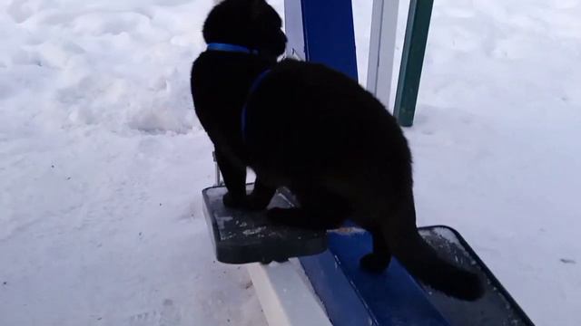 Гуляю с хозяйкой на улице(2 часть) /тут холодно🥶/мяяяяу😱 смотреть онлайн