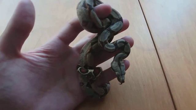 Удав обыкновенный Boa Constrictor Imperator смотреть онлайн