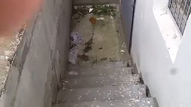 Я покажу вам говно смотреть онлайн