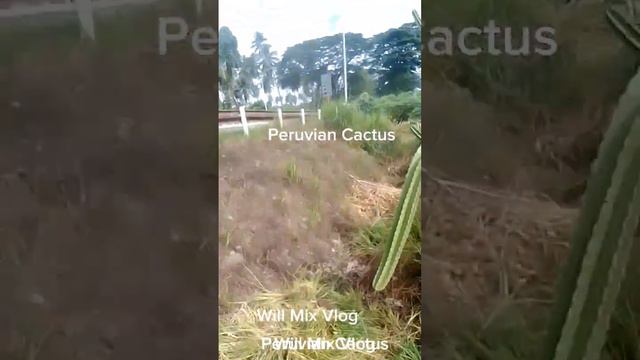 Peruvian Apple Cactus kapalit 2sacks humus#urbanfarming смотреть онлайн
