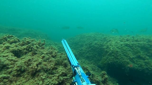 Горбыли и Черноморский прозрак. 100% подводная охота! смотреть онлайн