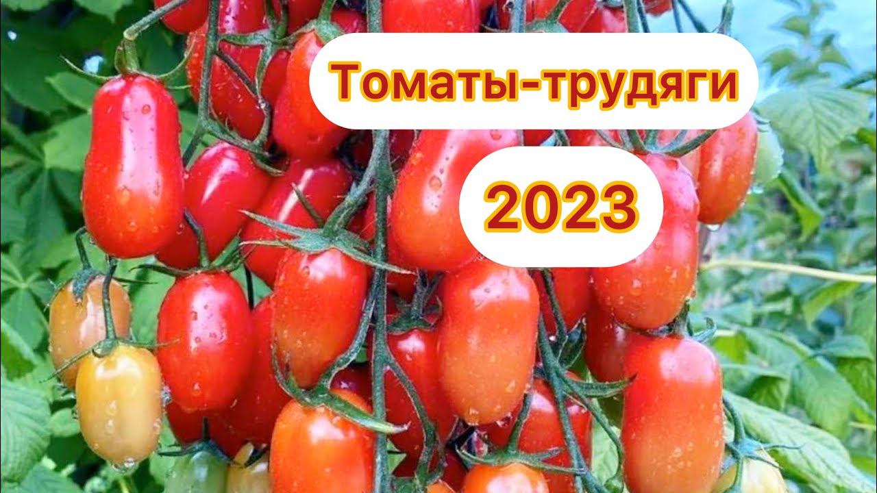 Томаты - ТРУДЯГИ 2023 года, есть крупноплодные и ОЧЕНЬ урожайные смотреть онлайн