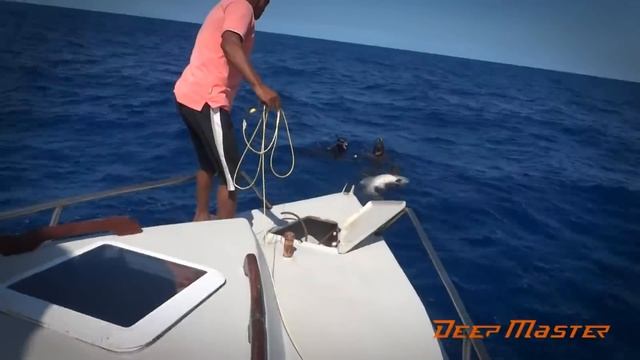 Гигантский Морской Окунь. Подводная Охота. Giant Goliath Grouper. Spearfishing