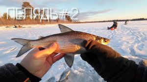Эту рыбу НЕРЕАЛЬНО  ПОЙМАТЬ !!!  #пелядь #сиг #зимняярыбалка