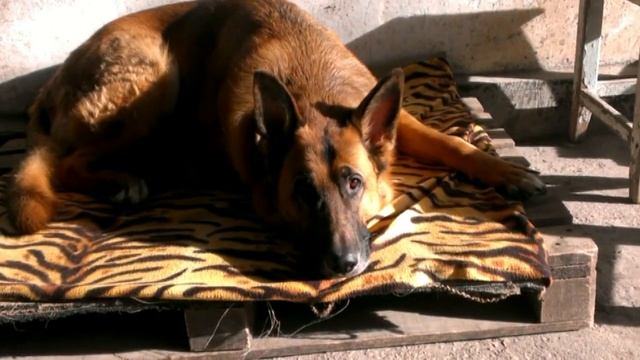 У собаки глаза человечьи - муз. Андрей НОвосёлов смотреть онлайн