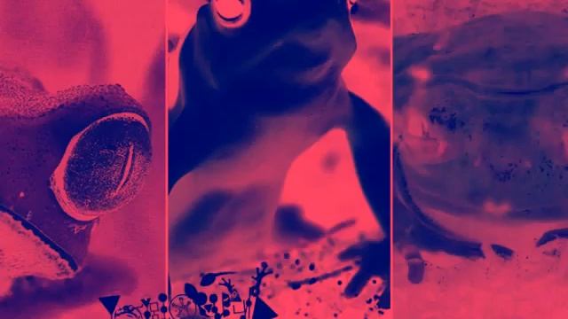 Phyllomedusa - What's Your Favorite Animal смотреть онлайн