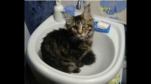 Плохо уходит вода в унитазе. Установка фановой трубы в частном доме