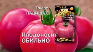 Томат Падишах (10 секунд)