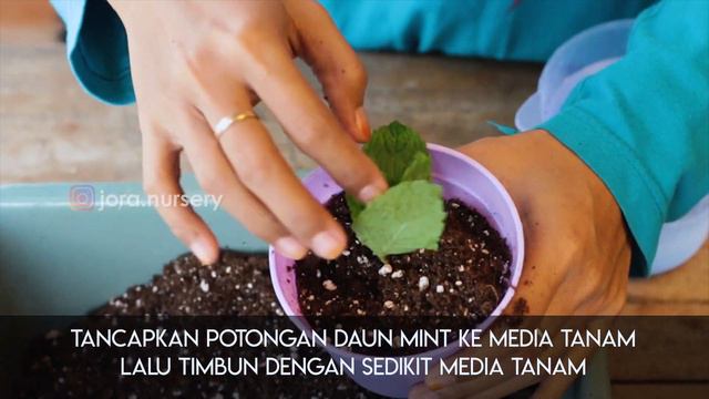 Cara MUDAH Memperbanyak Tanaman MINT смотреть онлайн