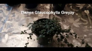 Пилея выращивание обзор