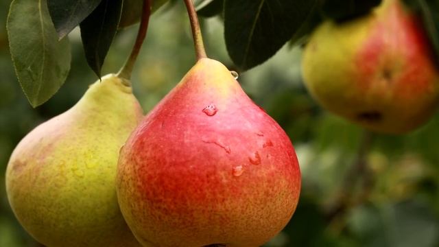 ПОСЛЕ ЭТОГО ДАЖЕ НЕПЛОДОРОДНАЯ ЗЕМЛЯ СТАНЕТ УРОЖАЙНЫМ ОГОРОДОМ смотреть онлайн