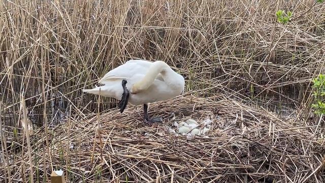 Лебедь на гнезде, звуки природы, релакс! смотреть онлайн