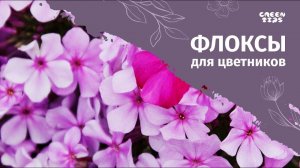 ФЛОКСЫ Елены КОНСТАНТИНОВОЙ. Метельчатые флоксы