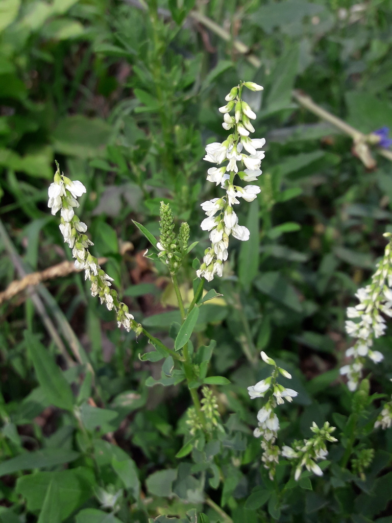 174. Донник белый - Melilotus albus смотреть онлайн