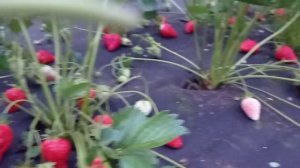 Обзор клубники Брилла. Очень урожайный сорт с крупной ягодой!