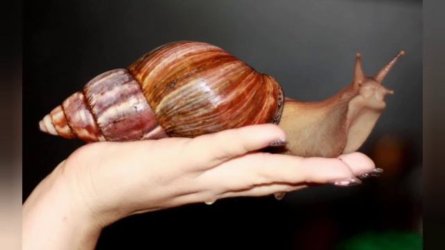 Занятие 19 Эти забавные животные часть 3"Ахатины"Африканские улитки смотреть онлайн