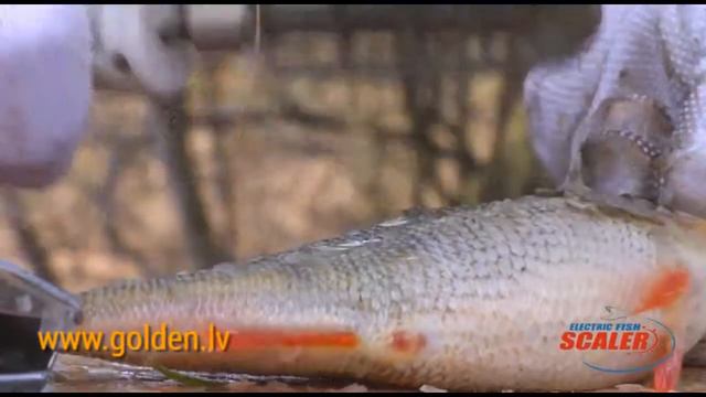 Электрическая рыбочистка EFS 1 (Konsta Baltiks)