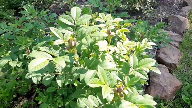 Моя дача| Обзор 8 июня 2021 года смотреть онлайн