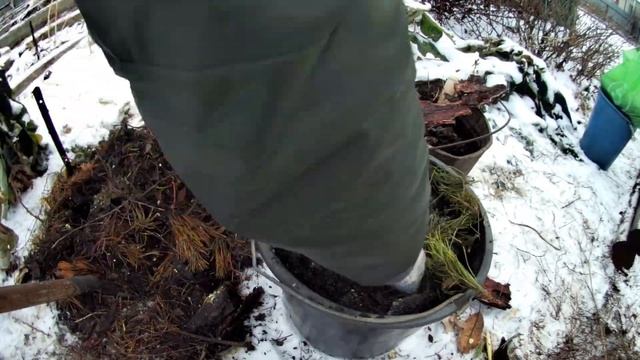 Выращивание голубики в помещении под искусственным светом. Видео 1. Посадка голубики низкорослой смотреть онлайн