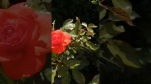 Роза Кордес Бриллиант( Kordes Brilliant) шраб.