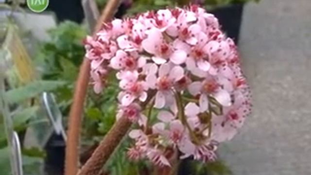Сельскохозяйственная ярмарка смотреть онлайн
