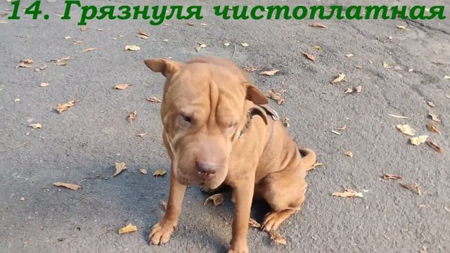 Порода собак - Китайский Шар-Пей.Интересные факты которые Вы могли не знать о любимом животном 2020 смотреть онлайн