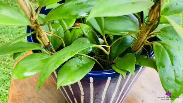 Hoya Highlights | Hoya Incrassata