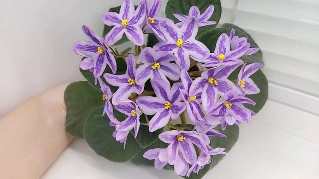 Фиалка химера DS-Лавандовая Сказка смотреть онлайн