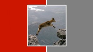 What Is It Doing? | Present Progressive Tense | Guessing Game | Premade ESL Game