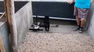 Влог: Купили бом в Краснодарском крае. Переехали на юг с Дальнего Востока. Сделали вольер.