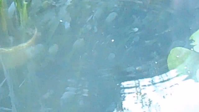 ПРУД СВОИМИ РУКАМИ - КАРАСИ В ДОМАШНЕМ ПРУДУ - Building a Backyard Pond! смотреть онлайн