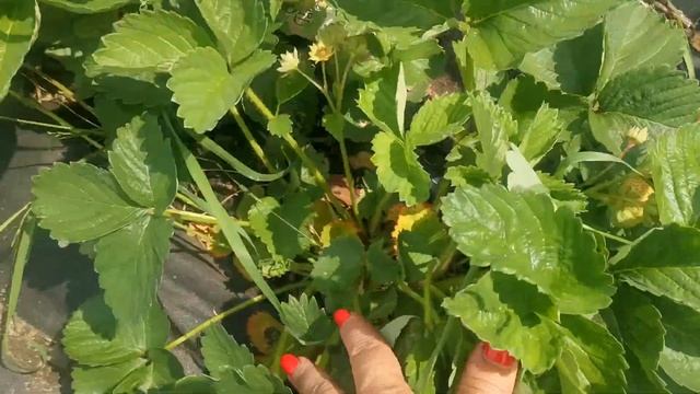 Земляника Сенсация, королева вкуса! смотреть онлайн