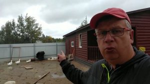 Разведение индюков бронзовой породы // Мой отзыв о бронзовых индюках