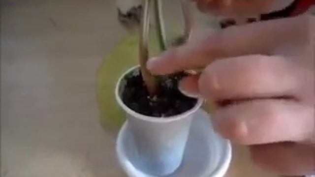 Размножение Сингониума смотреть онлайн