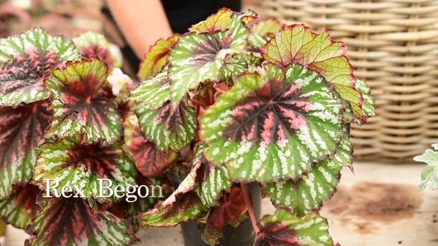 Autumn Garden Sweetheart Basket 💜 || West Coast Gardens смотреть онлайн