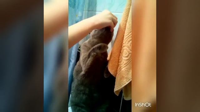 Тренеровка Мурзика или как научить кота вставать на задние лапы. смотреть онлайн