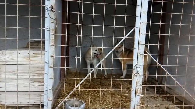 Норка Эгор смотреть онлайн