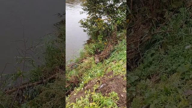 Речная крыса на рыбалке пришла по кушать смотреть онлайн