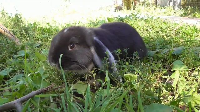 Крольчата ФБ смотреть онлайн