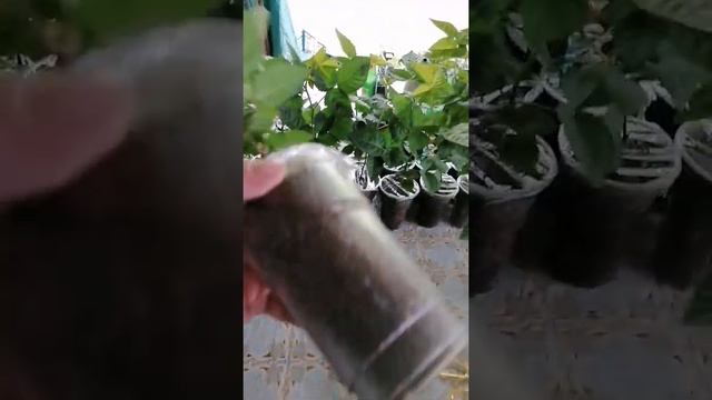 Отправка Ежевики по РФ ?? #ежевика #ягода #отправка #кушать #свой сад #небеса #уошито #Прайм # жду смотреть онлайн