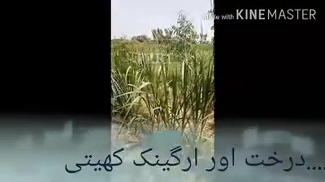 Zameen kia ha ?? Part 1 what is soil смотреть онлайн