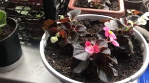 Бегония вечноцветущая. Мой опыт выращивания   вечноцветущей бегоний.