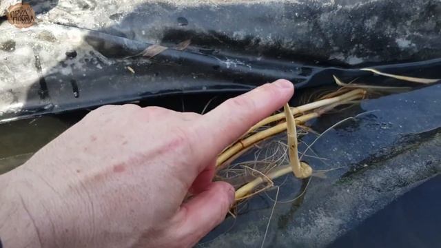 Тростник в пруду совсем ОБОРЗЕЛ !!! смотреть онлайн