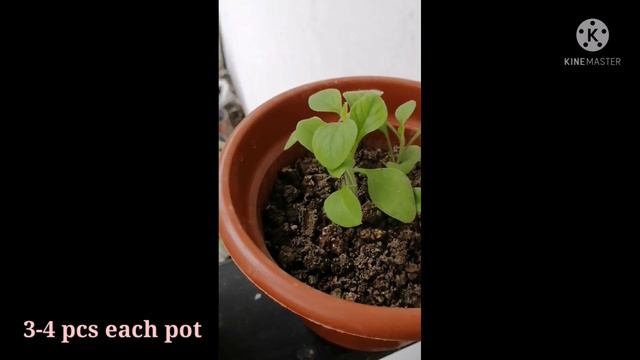 Growing Petunia from seeds 💚💚/PAANO MAG ALAGA NG PETUNIA смотреть онлайн